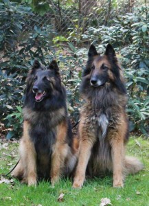 541034_412772492071909_100000174861208_1804185_157725966_n