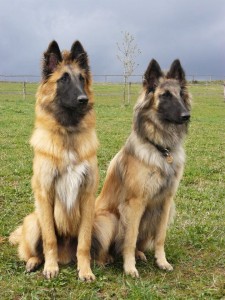 538064_327350520660757_100001574363319_901457_160986457_n