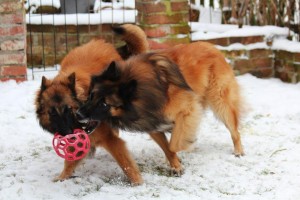 148253_561625123853311_305402023_n