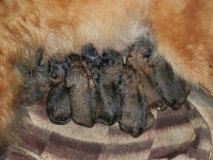 300046_530891696922763_149988049_n