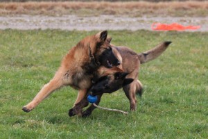 293583_574892499193240_1186672932_n