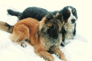 556568_558774894134848_1332723040_n