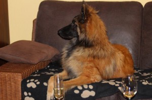 574975_468714826520337_1508692937_n