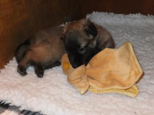 735100_504200379625272_1287744444_n