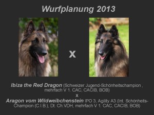 Wurfplanung 2013-Ibiza