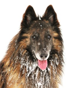 19718_598595343489622_313346303_n