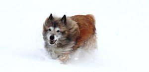 223483_598593103489846_2088781502_n