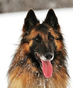 46892_598594403489716_1574882874_n