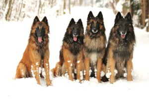 481121_598596033489553_916659378_n