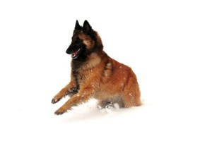 483510_597739263575230_257571666_n