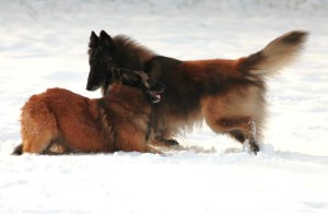 521863_597323633616793_886365214_n