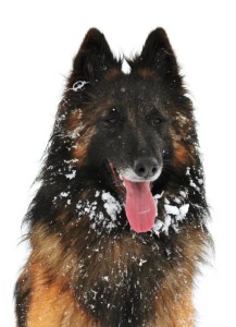 535017_598594623489694_1203660386_n