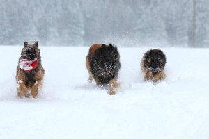 539630_598593410156482_2016232012_n