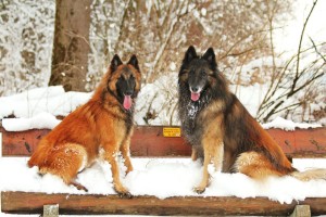 600473_598596100156213_64596641_n