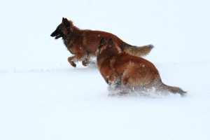 604035_597786140237209_1270008602_n