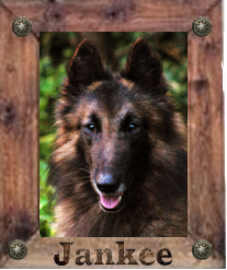 jankee
