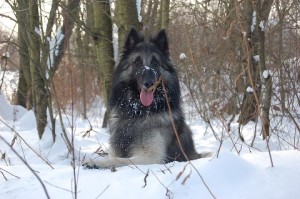 294313_548763768489438_323964712_nArthos