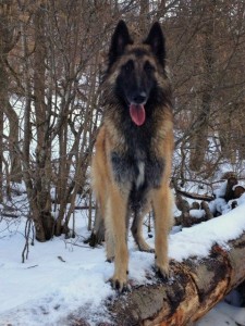 481773_513983051973968_1067808563_n