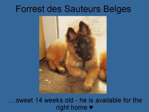 Forrest des Sauteurs Belges_14wochen