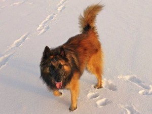 GeneKelly_März-2-2013