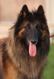 481114_648370351855972_1143664831_n_Sepp