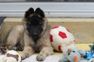 551535_626198510729305_16806231_n