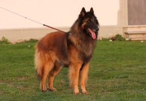 934829_648372008522473_634608764_n_Sepp