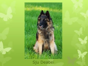 B-Wurf_de_la_Hacienda_Pura_Vida_Hitze_Sju