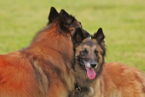 941977_641712332511256_323298161_n