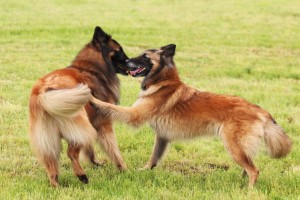 942343_641711252511364_819479313_n