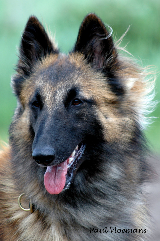 Alajuela_1_Kopfporträit