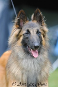 Atento_3_DKBS_18.05.2013