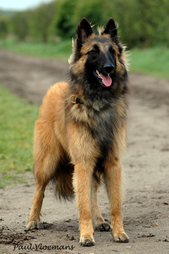 Stand_Alajuela_12.05.2013