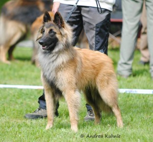 alano_Dreieich_1_18.05.2013