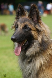 alano_Dreieich_6_18.05.2013