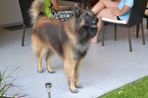 Arras_Juni _3_2013