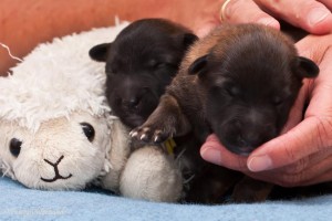 1000459_152313908294232_1108657689_n