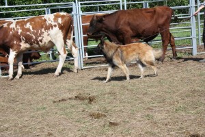 1005289_10151572269998732_983149983_n