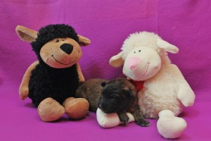 1014153_678393828843106_1465613439_n