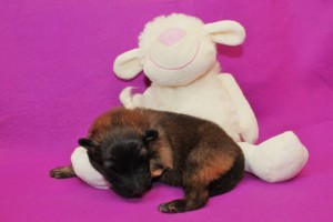 1070062_678390318843457_444511341_n