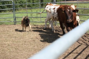 543128_10151572271698732_1864866110_n