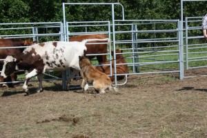 580266_10151572270268732_514284175_n