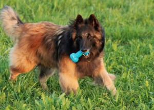 998568_678095535539602_744938778_n