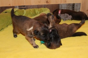 1002552_682995061716316_586321961_n