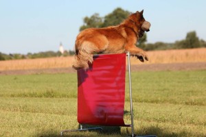 1013259_684894358193053_1478197507_n