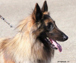 Ares_Show_31.07.2013