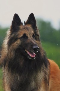 phoenix_03.08.2013_show