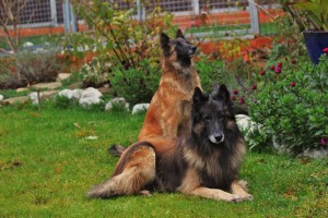IMG_9482 - Kopie - Kopie