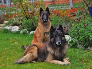 IMG_9483 - Kopie - Kopie