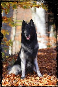 odin_26.10.2013